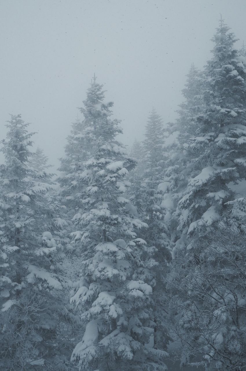 CLOSE-UP OF SNOW COVERED TREE