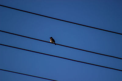 Low angle view of bird perching on cable