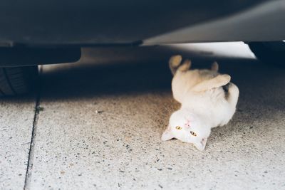 High angle view of cat lying on floor