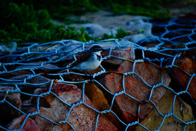 Close-up of bird on land