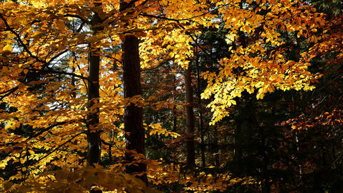 Trees in forest during autumn