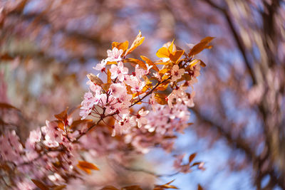 Low angle view of cherry blossom tree