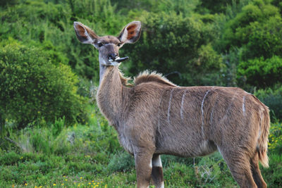 Sheep standing on field