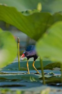 Close-up of purple gallinule in lily pad in lake