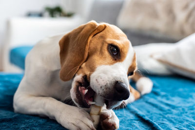 Dog relaxing indoors