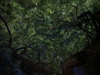 Low angle view of trees in forest