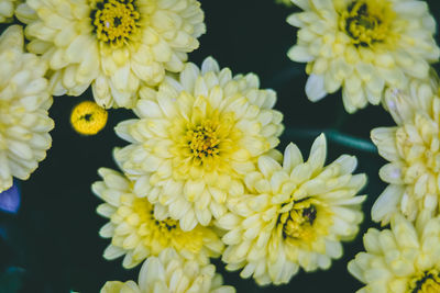 Close-up of yellow daisy flowers