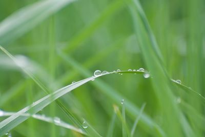 Close-up of drops on leaf