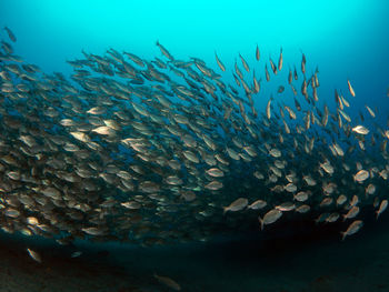 Fish swimming in sea