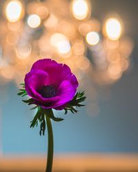 Close-up of pink rose flower