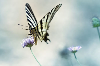 Close-up of butterfly on blue flower