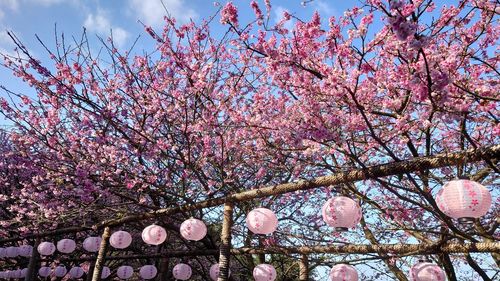 Low angle view of cherry blossom tree