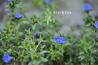 Close-up of purple flowering plants