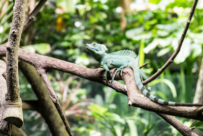 Close-up of a lizard on branch