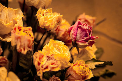 Close-up of wilted roses