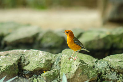 Close-up of bird perching on rock