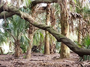 Trees growing in forest