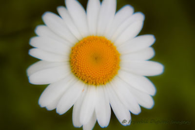 Close-up of white daisy blooming outdoors