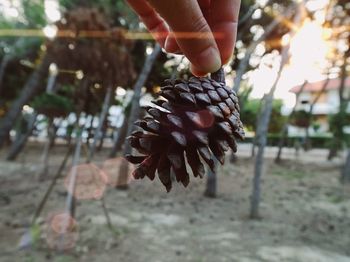 Close-up of hand holding lizard