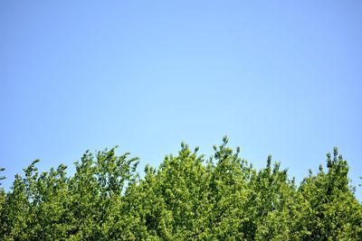 Low angle view of plants against clear blue sky