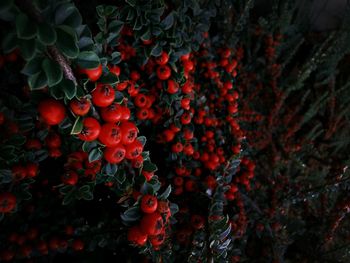 Close-up of red berries growing on tree