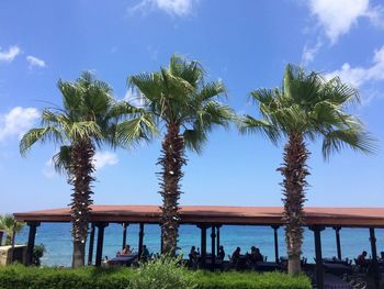 Trees against calm blue sea