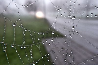 Close-up of water drops on spider web