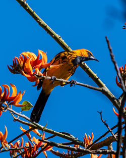 Low angle view of bird perching on tree