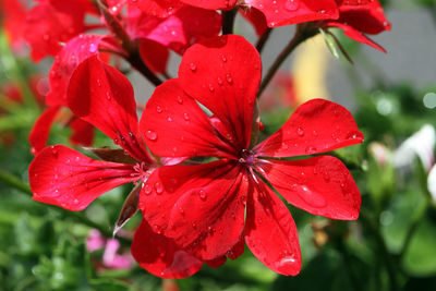 Close-up of wet red flowering plant during rainy season