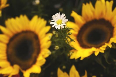 Close-up of sunflowers