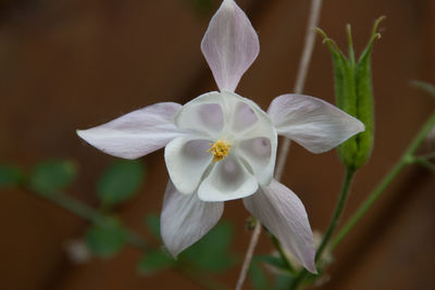 Close-up of white flowers blooming outdoors