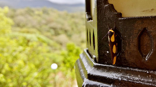 Close-up of ring outdoors