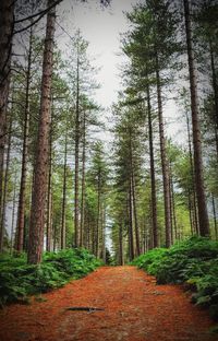 Trees in forest against sky