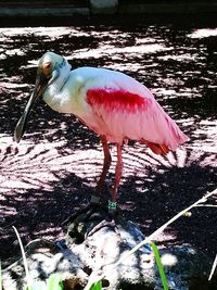 Close-up of bird perching on a land