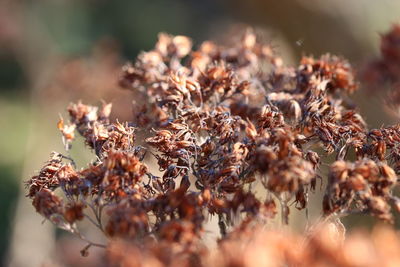 Close-up of dried plant