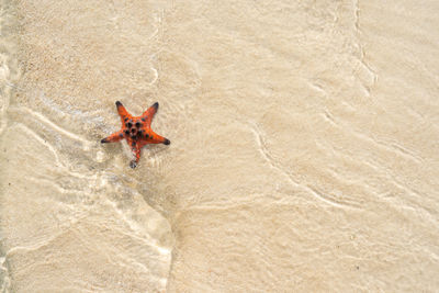 High angle view of man on beach