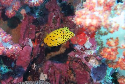 Close-up of coral in sea