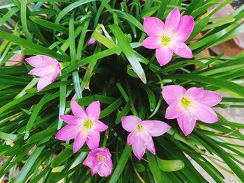 Close-up of pink flowering plant