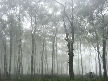 Trees in forest