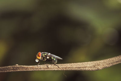 Close-up of ladybug on wood