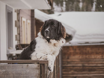 Close-up of a dog looking away