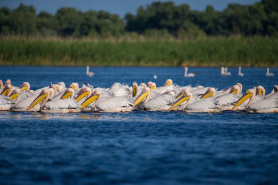 Birds on a lake