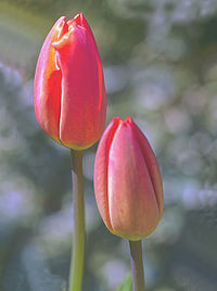 Close-up of red rose