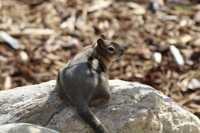 Side view of lizard on rock