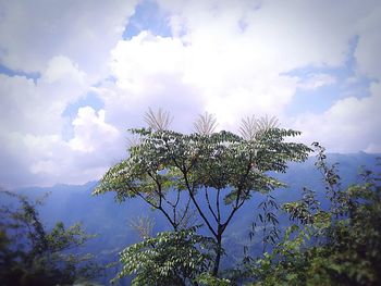 Low angle view of tree against sky