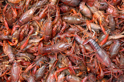 Full frame shot of fish for sale