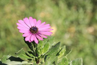 Close-up of pink flower blooming outdoors