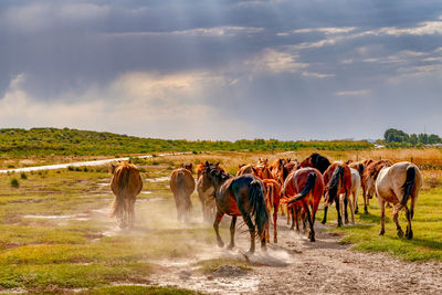 Horses on field against sky