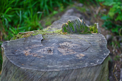 Close-up of tree stump in forest