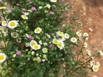 Close-up of yellow flowers blooming outdoors